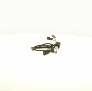 Capteur, vitesse de roue A.Z. Meisterteile AZMT-49-020-1250
